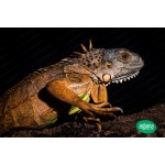 La iguana